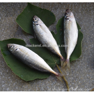 Frozen Horse Mackerel Fish BQF 16-25cm 10kg Karton